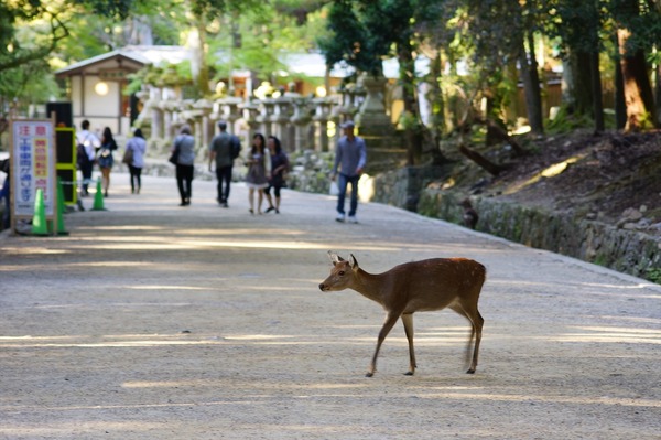 奈良公園031