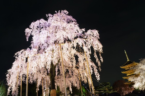 東寺夜桜004