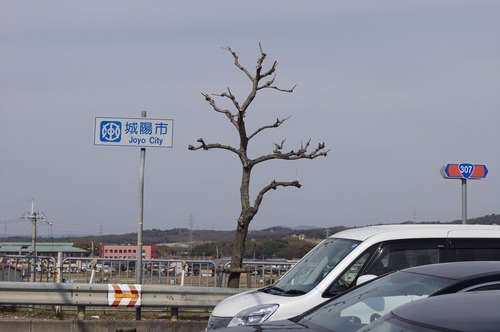 青谷梅林005