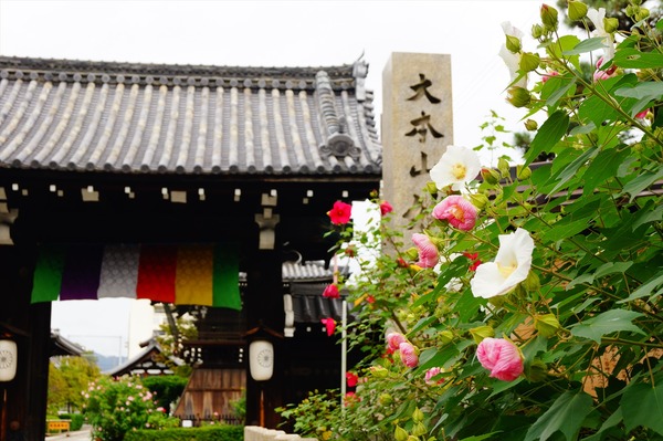 妙蓮寺001