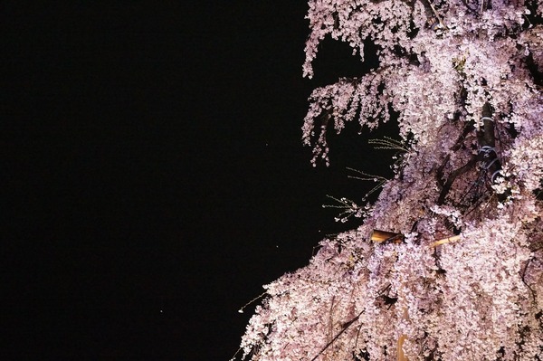 東寺夜桜019