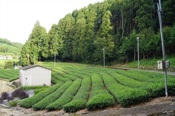 和束町023