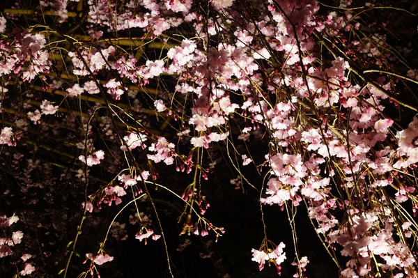 東寺夜桜009
