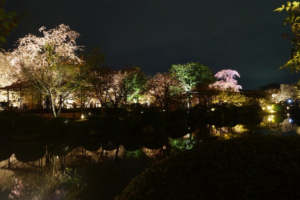 東寺夜桜013