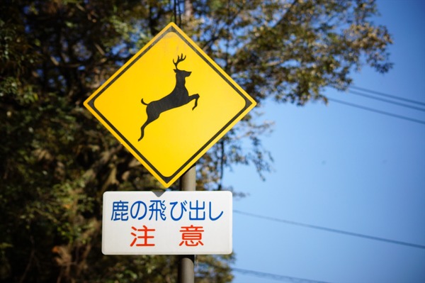 奈良公園006