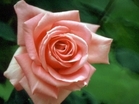 Ci090524064906