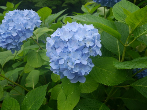 P1130696
