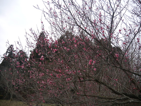 P1190241