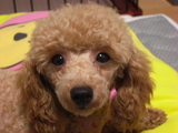 マロン0711152