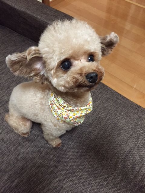 15083105