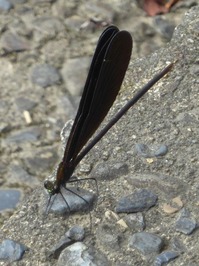 t_P1090703