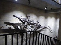 t_P1050924
