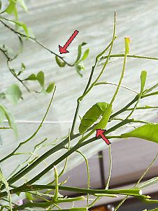 t_P11803980