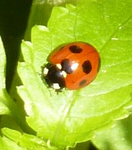 t_P1130982 テントウムシ