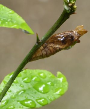 bt_P1030100