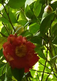 t_P1110275