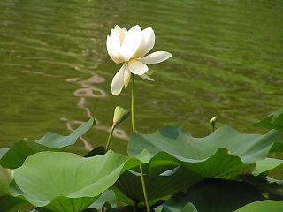 bbc13681.jpg