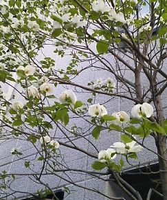 t_2013041818140001 白