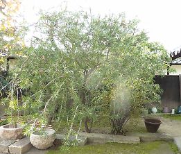 t_P1190339