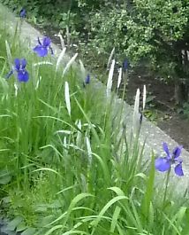 t_P1110150 菖蒲