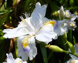 t_t_P1110345 シャガ