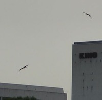 t_P1080328