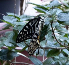 t_P1110241