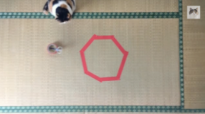 nekohoihoi