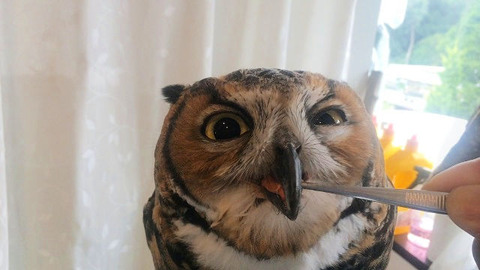 餌やりができるフクロウカフェ『武蔵野カフェ&バー ふくろうの里 原宿