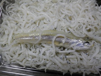 おやぶん