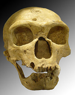 bone