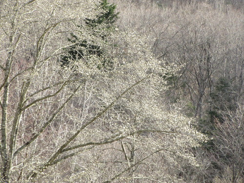 2019-04-09 004