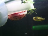 アベニー食事