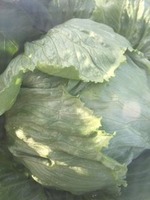 農園12