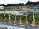 3農園