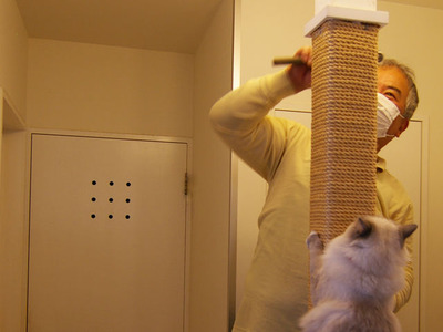 nekohashira