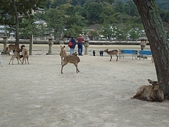 宮島の鹿2