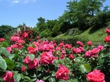 rose_b