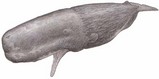 マッコウクジラ