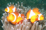 カクレクマノミ