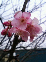 e777a745.jpg