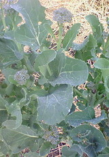 d40c19d0.jpg