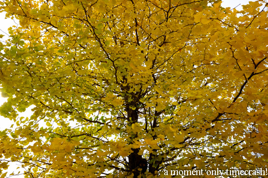 DSCF1258