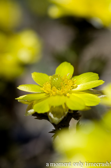 20120412-NGP_3739