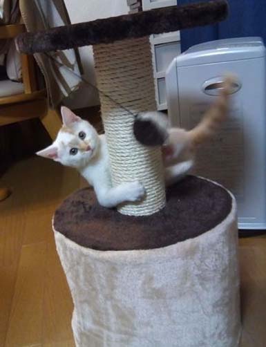 paku4