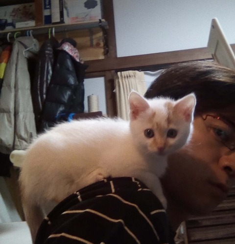 tiyoo