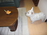 視線が釘ずけ.....もう〜動けません^^;。
