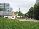 札幌大通り公園で......散歩。