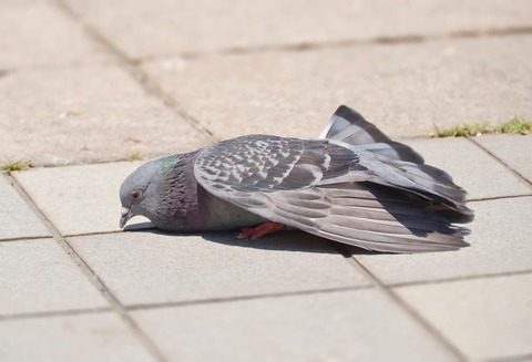 鳩