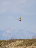 IMGP6953tt2